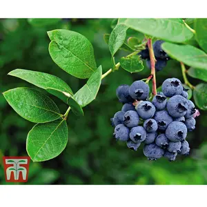 Blueberry (Vaccinium) Darrow 9cm Pot x 2