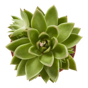 Verve Succulent in Plastic Grow pot 12cm