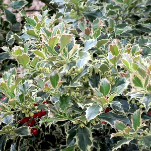 Ilex Argentea Marginata Garden Plant - Variegated Foliage, Compact Size (20-30cm Height Including Pot)