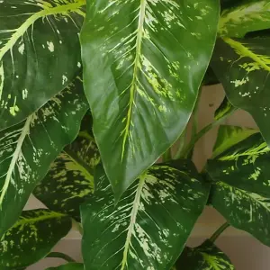 100cm Large Fox's Aglaonema (Spotted Evergreen) Tree Artificial Plant with Silver Metal Planter