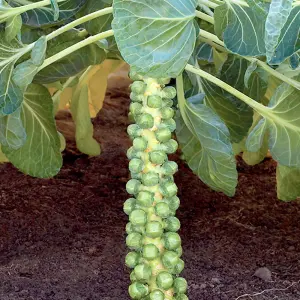 Brussel Sprout Cryptus F1 1 Seed Packet