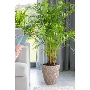 Round Tall Plant Pot Elegant Large Flower Indoor Outdoor Garden Planters Flow Taupe H 48cm x D 29cm