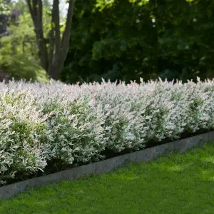 Salix Hakuro Nishiki Flamingo Bush in 9cm Pot - Amazing Foliage Colour