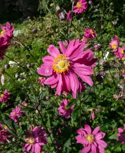 Anemone Prinz Heinrich - Vibrant Pink Japanese Anemone 3 x 2L pots