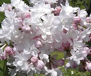 Extra Large Syringa Beauty of Moscow Fragrant Lilac Plant 4ft Multi Branch Specimens