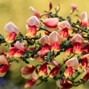 Cytisus Fulgens, Common Broom Plant for UK Gardens (15-25cm Height Including Pot)