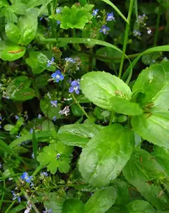 Lincolnshire Pond Plants Ltd Marginal Plants - Pond Plants (Veronica Beccabunga)  - 2x Plants and 2 Pots & compost