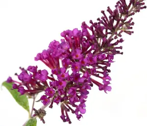 Buddleja Butterfly Towers "Magenta" Shrub - Strong Plant in a 9cm Pot