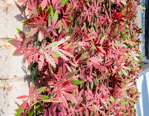 Primrose Red Acer Artificial Hedge Garden Patio Panels 50cm x 50cm