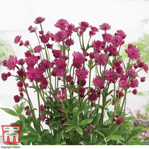 Astrantia major Censation™ Milano 1 Bare Root Plant