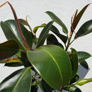 Ficus elastica Melany in 14cm Pot - Burgundy Rubber Plant for the Home or Office