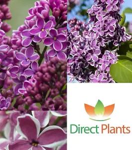 Extra Large Syringa Vulgaris Sensation Fragrant Lilac 4ft Multi Branch Specimens