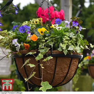 Thompson & Morgan Natural Garden Hanging Baskets & Liners 8 x 30cm Metal Hanging Basket Frame & 8 x Coconut Husk Liner