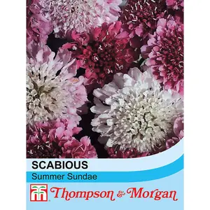 Scabiosa Summer Sundae 1 Seed Packet (50 Seeds)