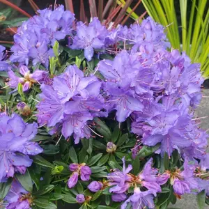 Rhododendron Night Sky (15-25cm Height Including Pot) Garden Plant - Compact Shrub, Unique Foliage