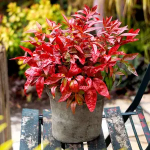 Nandina Blush Pink 9cm Potted Plant x 2