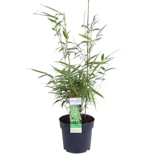 Umbrella Bamboo - Fargesia rufa 19cm Potted Plant x 3