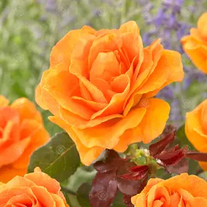 Absent Friend Orange Rose - Outdoor Plant, Ideal for Gardens, Compact Size