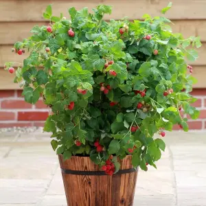 Raspberry Ruby Beauty Fruit Bush Rubus Fruiting Berry Shrub Plant 2L Pot