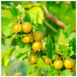 10 Yellow Gooseberry Plants/ Uva Crispa Hinnonmakii' 3-5 Branches, Ready To Fruit 3FATPIGS