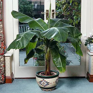 Pair Of Musa basjoo (Hardy banana)  in 9cm Pot