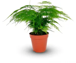 Asparagus Plumosus House Plant in a 12cm Pot - Asparagus Fern Plant