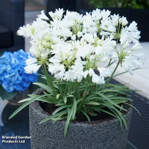 Agapanthus Double Diamond 9cm Potted Plant x 1