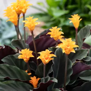 Calathea Crocata - Colourful Blooms, Vibrant Indoor Plant (14cm, 35-45cm)