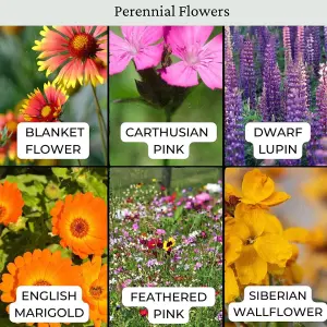 Dwarf Meadow 100% Wildflower Seeds Low Growing Perennial Seed 1kg