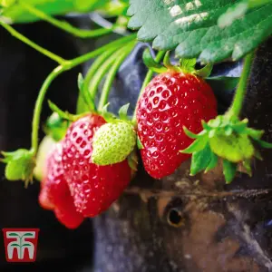 Strawberry (Fragaria) Flamenco 6 Bare Roots - Outdoor Fruit Plants for Gardens, Pots, Containers