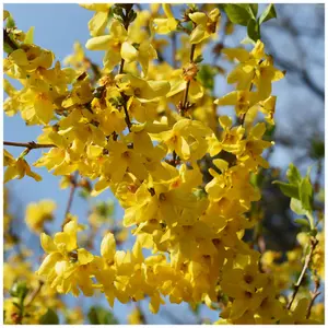 1 Forsythia intermedia 'Spectabilis' Hedging, 2-3ft Tall, Yellow Spring Flowers