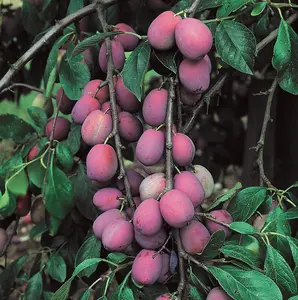 Lincolnshire Fruits Victoria Plum Potted 12 Litre 1.5m Tree