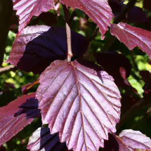 Lincolnshire Fruits Purple Filbert Potted 7 Litre