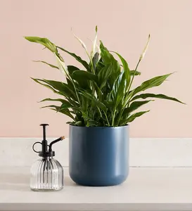 Spathiphyllum Peace Lily - Indoor Plant in 9cm Pot - Ideal for Home or Office