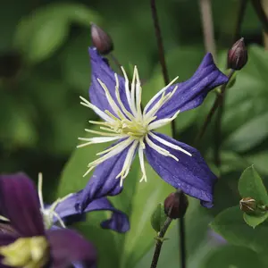 Clematis Aromatica 2 Litre Potted Plant x 1