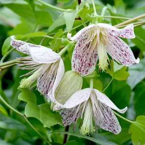 Clematis Advent Bells 7cm Potted Plant x 3