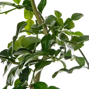 Kaffir Lime Tree - Outdoor Fruit Tree, Grow Your Own Tasty Fruits, Ideal Size for UK Gardens in 20cm Pot (2-3ft)