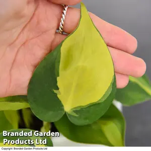 Houseplant Philodendron scandens Brasil 10cm Potted Plant x 1