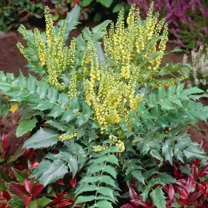 1 x Mahonia Media Charity in 9cm Pot - Evergreen Dense Privacy Outdoor Shrub Plant