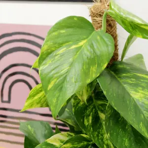 Real Devil's Ivy Pothos Indoor Plant on Moss Pole in 15cm Pot - Epipremnum pinatum Aureum Variegated Air Purifying Houseplant