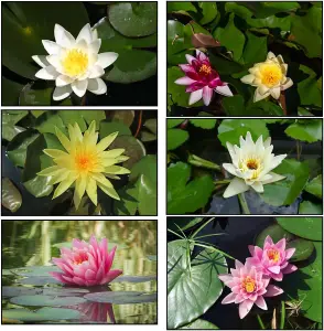 Lincolnshire Pond Plants Ltd - 3 Water Lily Pack - Pink, Yellow, White - Live Water Plant Aquatic Pond Lake Marginal