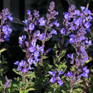 Nepeta Purrsian Blue Garden Plant - Violet-Blue Blooms, Hardy, Moderate Height (30-40cm Height Including Pot)