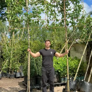 Callery Pear Pleached Tree with Staking Kit - 180cm Stem and 14cm Girth