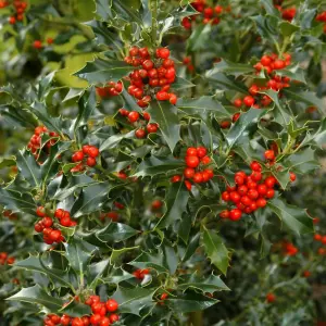 Holly Plant Ilex aquifolium Lucifer in 12cm Pot - Evergreen Glossy Foliaged Berried Shrub - Hardy Outdoor Growing Hedging Plant