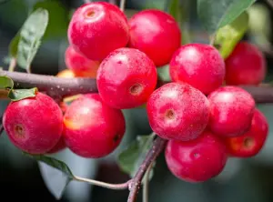 Malus Gorgeous Crab Apple Tree 5-6ft Supplied in a 7.5 Litre Pot