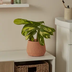 Verve Calathea pilosa in Terracotta Plastic Grow pot 12cm