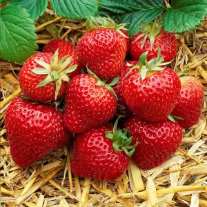 Fragaria Honeoye Strawberry Plant - Sweet and Tangy Berries, Compact Growth (15-30cm Height incl Pot)