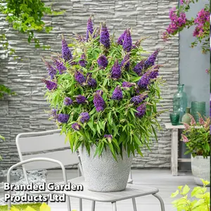 Buddleja Butterfly Candy Little Purple 3 Litre Potted Plant x 1