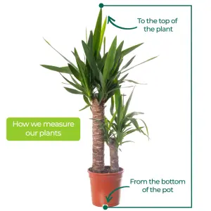 Spineless Yucca - Striking and Low-Maintenance Indoor Plant for Interior Spaces (40-50cm Height Including Pot)