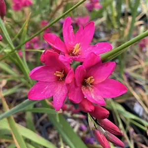 300 x Ixia Venus Bulbs - Pink Flowering Perennials - UK Hardy Low Maintenance Pollinator Friendly